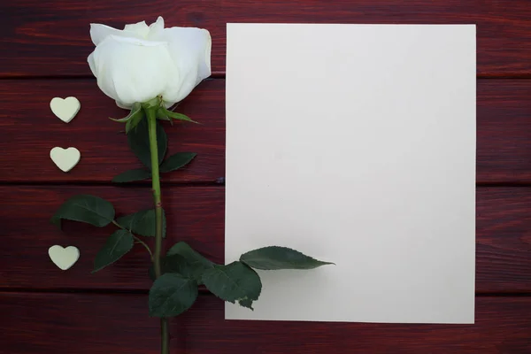 Rosa bianca e carta — Foto Stock