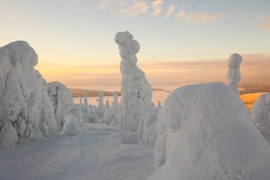 Lapland ağaçlarda kar kaplı