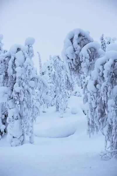Schneebedeckte Bäume in Lappland — Stockfoto