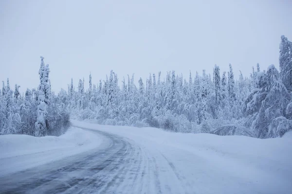 Camino nevado rodeado de pinos — Foto de Stock