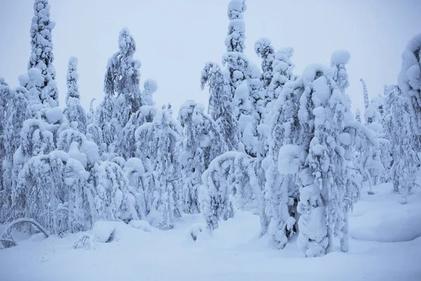 Árboles cubiertos de nieve en Laponia — Foto de Stock