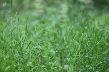 Yeşil Çimen Arkaplanı