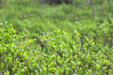 Ormandaki çiçek açan yaban mersini