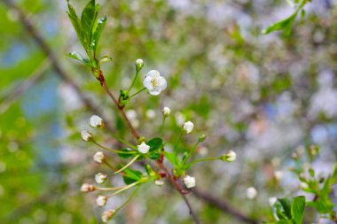 Çiçek açan kiraz ağacı
