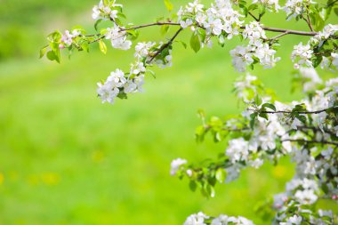 Çiçek açan elma ağacı