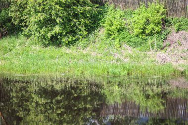 Çim ile büyümüş gölet