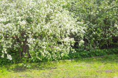Çiçekli Elma Ağaçları