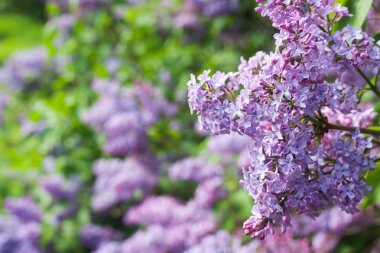 Pembe mor çiçekler açan