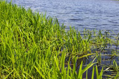 Çim ile büyümüş gölet
