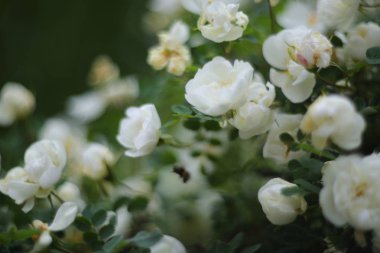 Vahşi beyaz güller