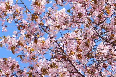 Bahar çiçek pembe kiraz