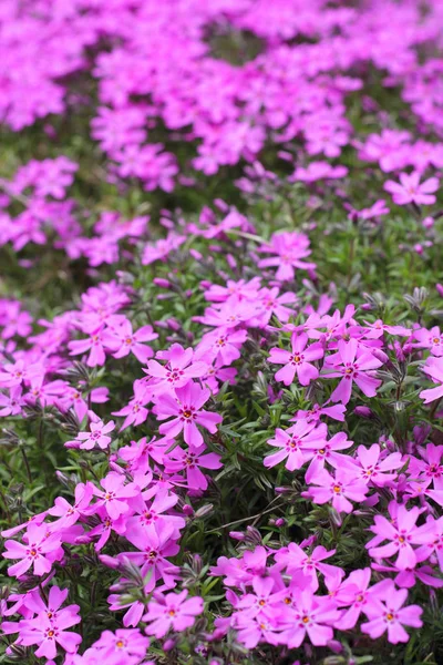 Flores alpinas silvestres —  Fotos de Stock