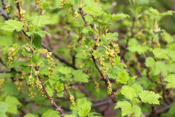 stock image Blooming black currant