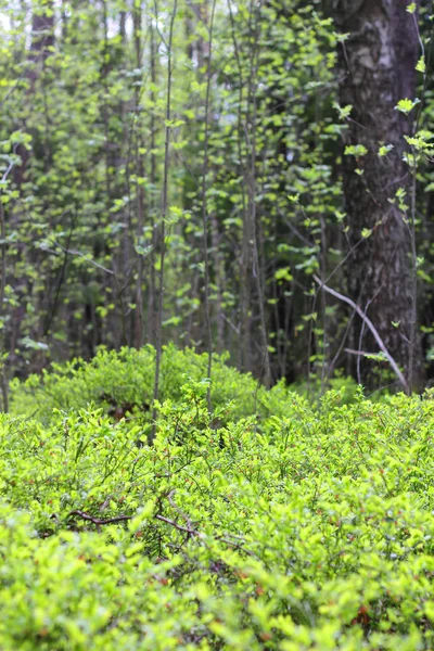 Mirtilo florescendo na floresta — Fotografia de Stock