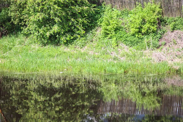 Çim ile büyümüş gölet