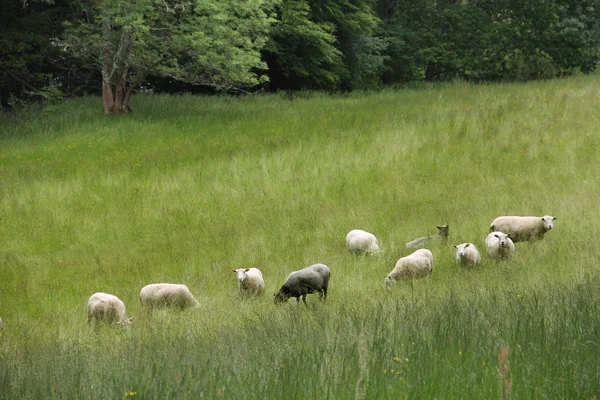 Ovelhas pastando no prado — Fotografia de Stock