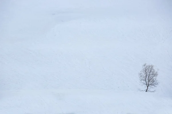 Een eenzame boom op sneeuw — Stockfoto