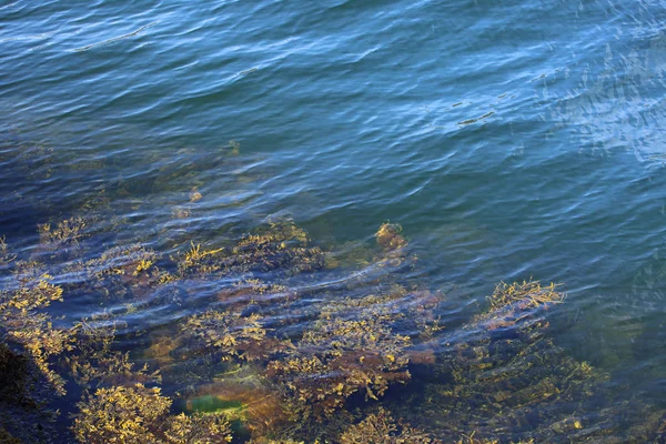 Waterplanten in fjord — Stockfoto