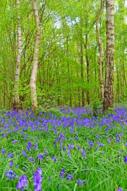 Bluebell flowers in spring forest clipart