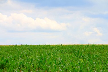 Yeşil mısır tarlası