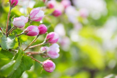 Çiçek açan elma ağacı 