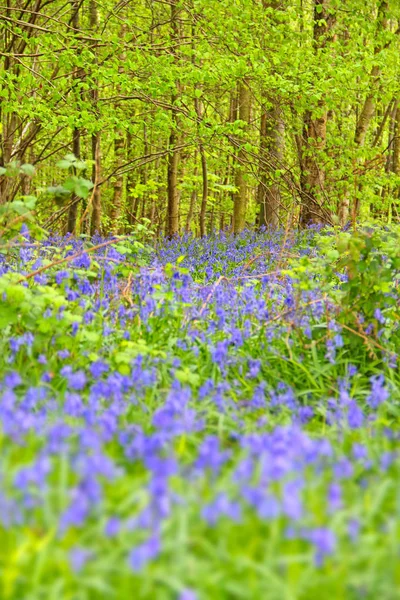 Flores de arándano en el bosque de primavera —  Fotos de Stock