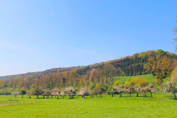 Landscaped field and apple trees — Stock Photo, Image