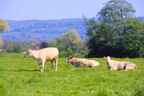 Normandie krávy na pastvě — Stock fotografie
