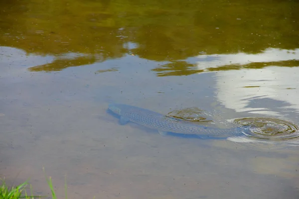 Huge fish in pond — Stock Photo, Image