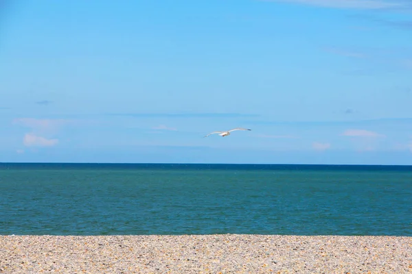 นกนางนวลบนชายหาดก้อนหิน — ภาพถ่ายสต็อก