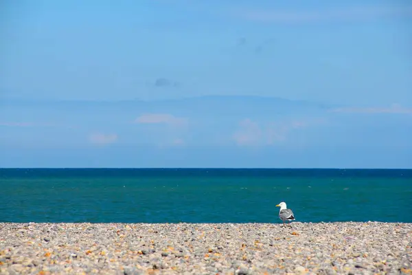 Gaviotas en playa de guijarros — Foto de Stock
