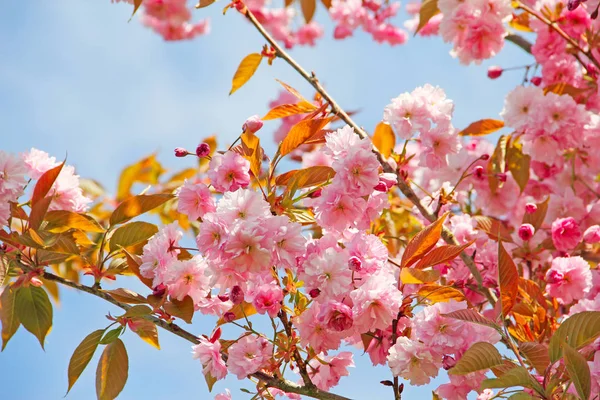 Kirschblüten — Stockfoto