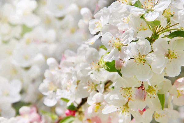 Fiori di mele — Foto Stock