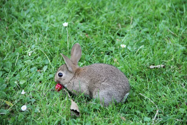 Kaninchenbaby im Gras — Stockfoto