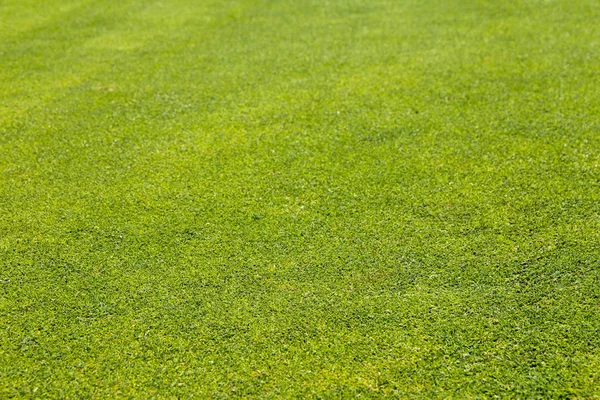 Golfbana grönt gräs bakgrund. — Stockfoto