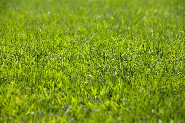 Golf Sahası yeşil çim arka plan. — Stok fotoğraf