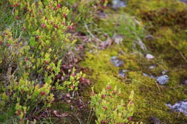 Yaban mersini çiçek vahşi ormanda
