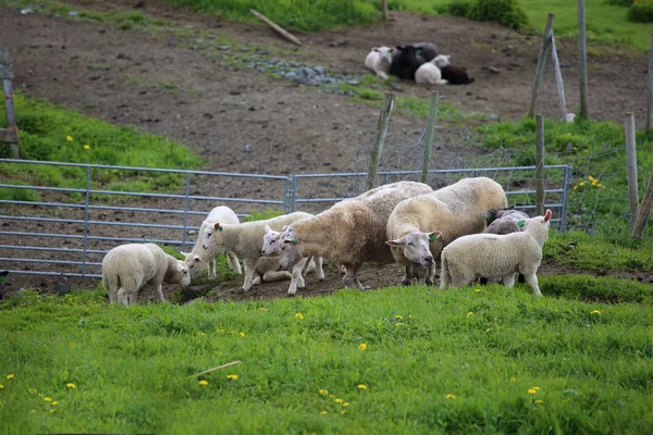 Noorwegen boerderij schapen lammeren — Stockfoto