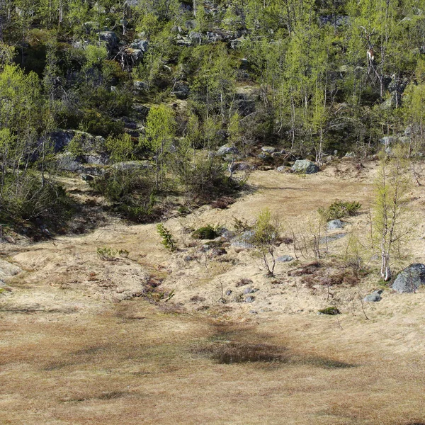 Tło wiosna tundra — Zdjęcie stockowe