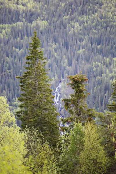 Bosque de primavera y rocas altas — Foto de Stock