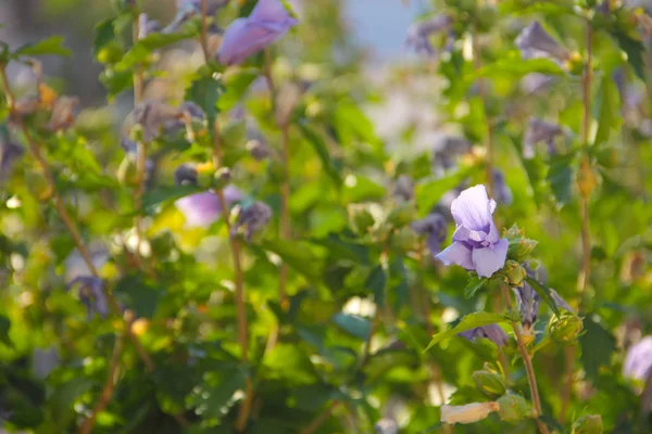 Hop flores en el arbusto — Foto de Stock