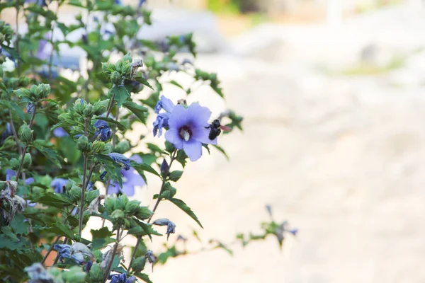 Hop flowers on bush — Stock Photo, Image