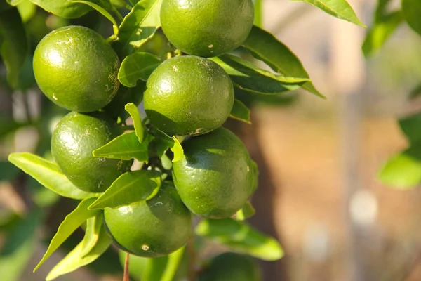 El fruto de la lima en una rama —  Fotos de Stock