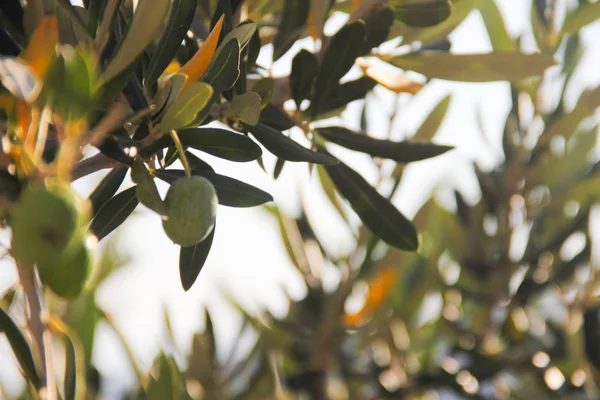 Olivovník s čerstvými olivami — Stock fotografie