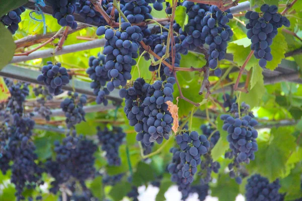 Wine grapes on vine — Stock Photo, Image