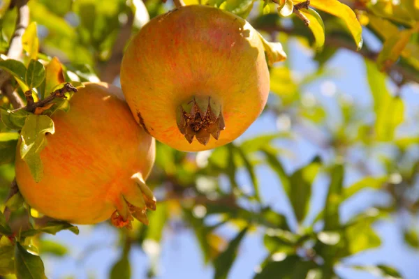 Ripe pomegranate fruit on tree branch — Stock Photo, Image