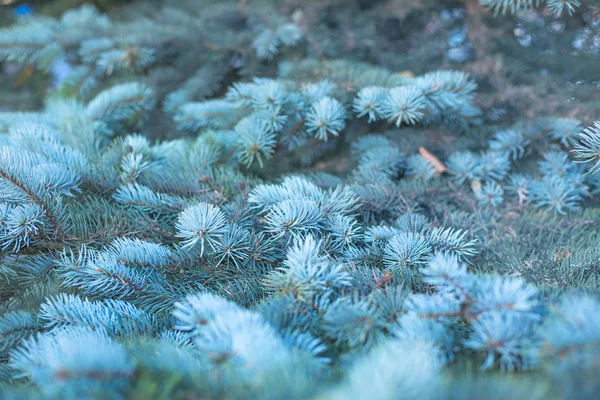 Takken van de boom van de blauwe spar — Stockfoto
