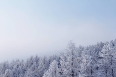 Soelden 'deki kış ormanı