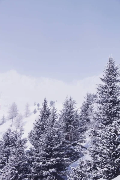 Bosco montano invernale a Soelden — Foto Stock