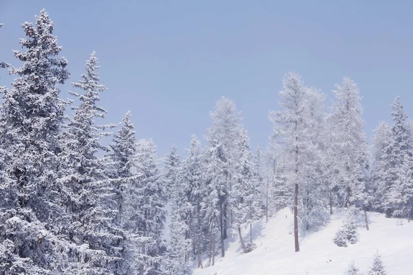 Winter-Bergwald in Sölden — Stockfoto